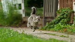 Gatta in modalità turbo dopo la lettiera: come distinguere l’energia da un problema di salute