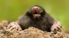 Come eliminare le talpe dal giardino senza danneggiare il terreno: metodi che funzionano davvero