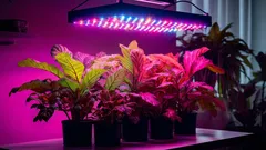 LED bianco o lampada fitotecnica? Ecco come ottenere piante di pomodoro e peperone robuste senza spendere troppo